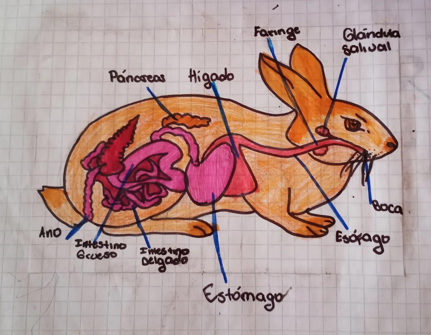 Páncreas Higado
Faringe
Glandula
Salival
Ano
Intestino
Grueso Intestino
Delgado
Воса
Esofago
Estómago Baca
Y
dientes
Faringe
C
vesicula
bıla