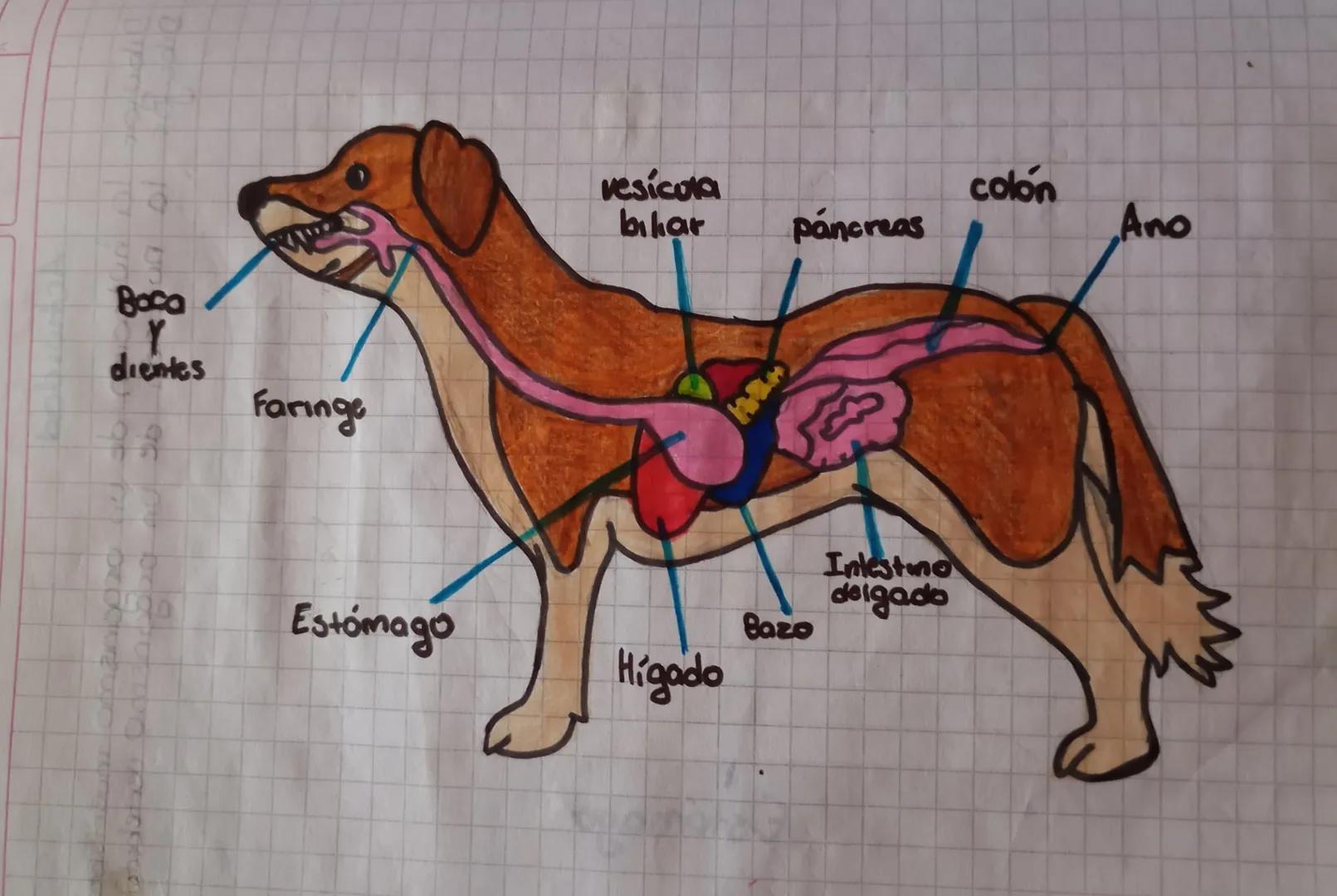 Páncreas Higado
Faringe
Glandula
Salival
Ano
Intestino
Grueso Intestino
Delgado
Воса
Esofago
Estómago Baca
Y
dientes
Faringe
C
vesicula
bıla