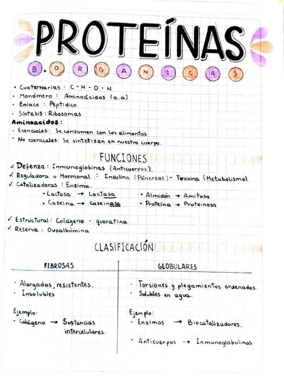 B
PROTEÍNAS
R
• Cuaternarias : CH-ON
Monómero Aminoácidos (a.a)
.
.
Enlace Peptidico
N
A
S
Sintesis Ribosomas
Aminoacidos:
Esenciales: Se co