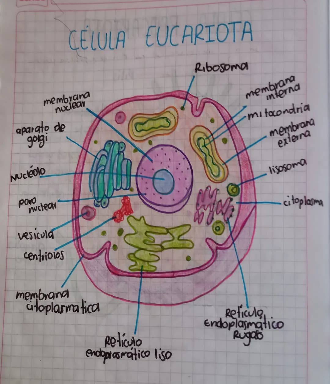 La Celula (6) ave
es
10901007909 ep CC 2
La unidad estructural y funcional de los seres vivos
sus estructuras basicas son ad open d
Membrana