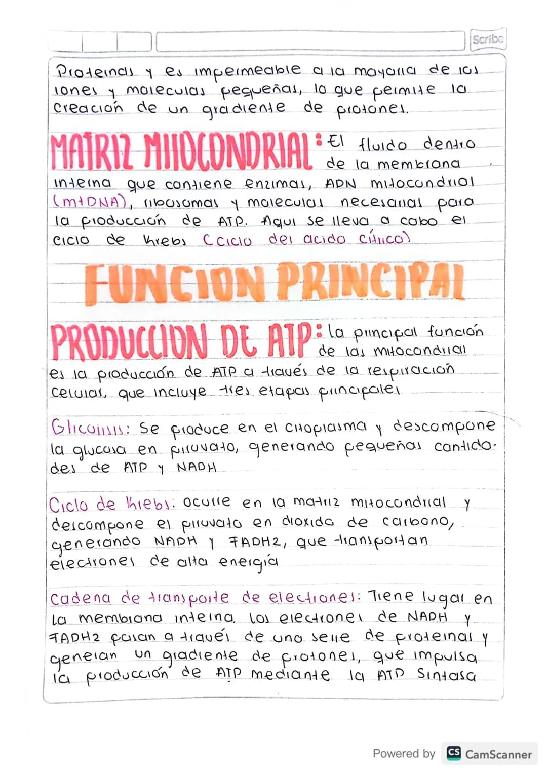 Scribe
LAS MITOCONDRIAS
QUE SON
: Las mitocondrias son orgánulos celula-
res que se encuentran en las celulas
eucariotas y Son responsables 