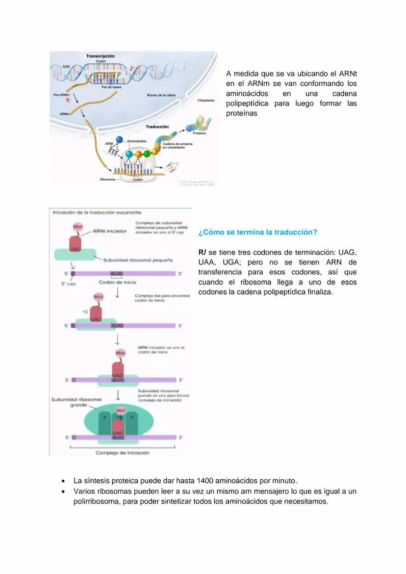 TRANSCRIPCIÓN Y TRADUCCIÓN
Transmisión de la información genética
Replicación
DNA
Transcripción
molde
ADN
dntps
Ribonucleotidos
NTPS
ADN
exp