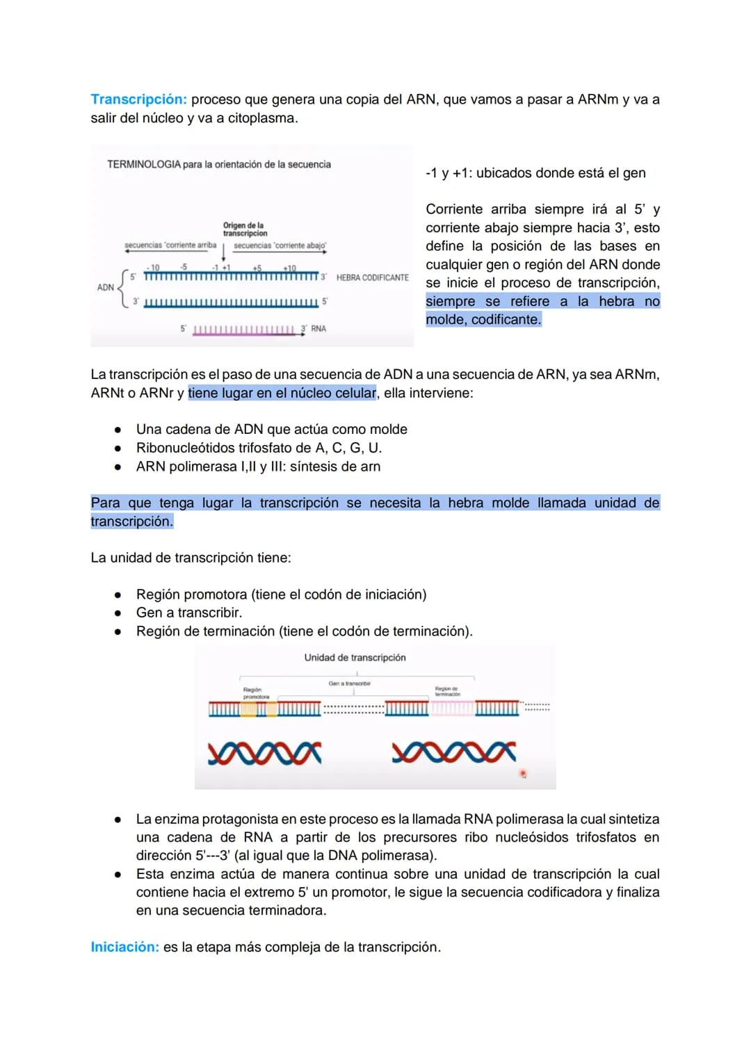 TRANSCRIPCIÓN Y TRADUCCIÓN
Transmisión de la información genética
Replicación
DNA
Transcripción
molde
ADN
dntps
Ribonucleotidos
NTPS
ADN
exp
