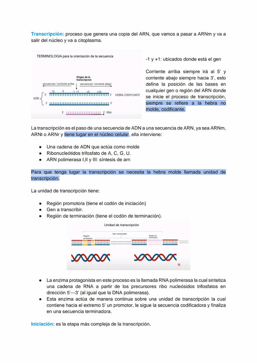 TRANSCRIPCIÓN Y TRADUCCIÓN
Transmisión de la información genética
Replicación
DNA
Transcripción
molde
ADN
dntps
Ribonucleotidos
NTPS
ADN
exp