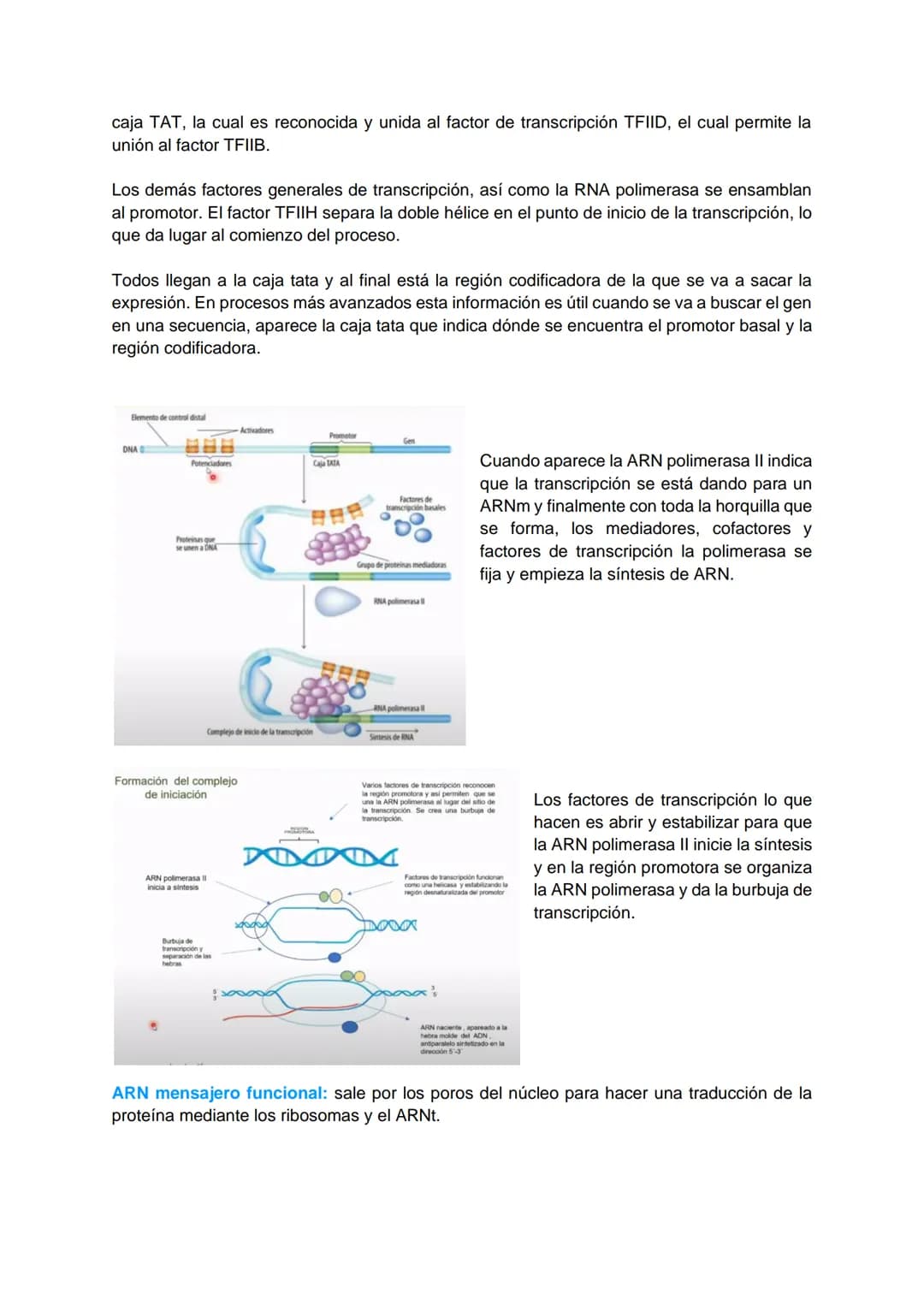 TRANSCRIPCIÓN Y TRADUCCIÓN
Transmisión de la información genética
Replicación
DNA
Transcripción
molde
ADN
dntps
Ribonucleotidos
NTPS
ADN
exp