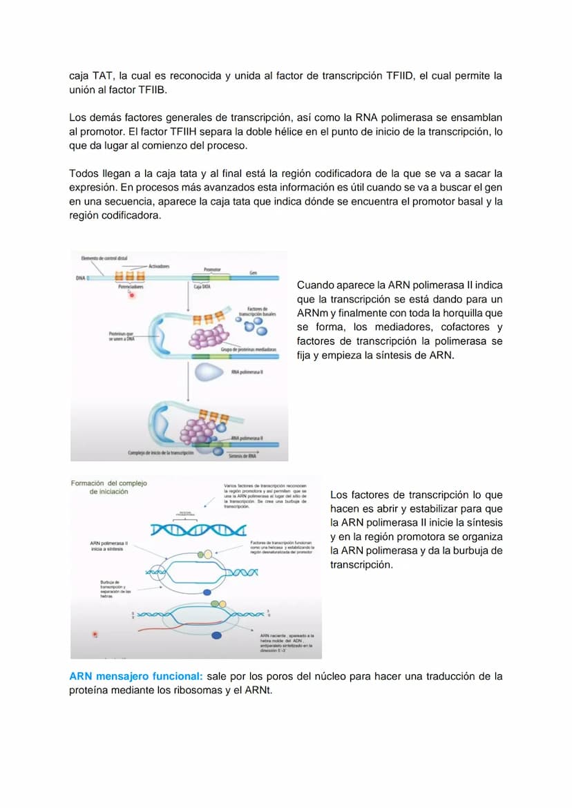 TRANSCRIPCIÓN Y TRADUCCIÓN
Transmisión de la información genética
Replicación
DNA
Transcripción
molde
ADN
dntps
Ribonucleotidos
NTPS
ADN
exp