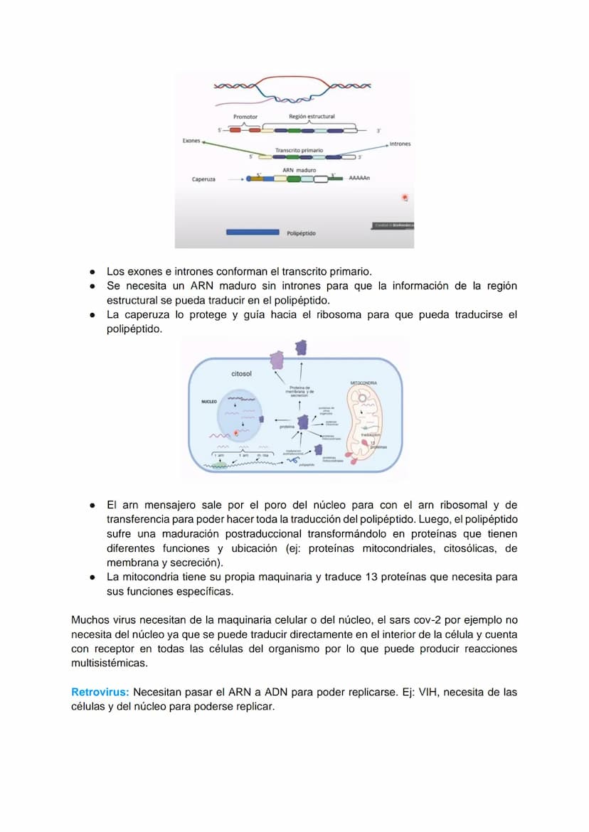 TRANSCRIPCIÓN Y TRADUCCIÓN
Transmisión de la información genética
Replicación
DNA
Transcripción
molde
ADN
dntps
Ribonucleotidos
NTPS
ADN
exp
