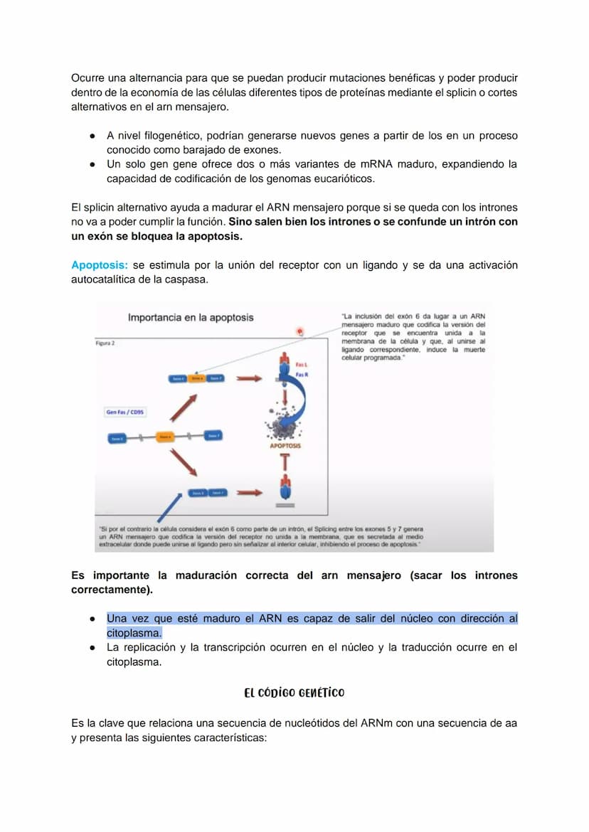 TRANSCRIPCIÓN Y TRADUCCIÓN
Transmisión de la información genética
Replicación
DNA
Transcripción
molde
ADN
dntps
Ribonucleotidos
NTPS
ADN
exp
