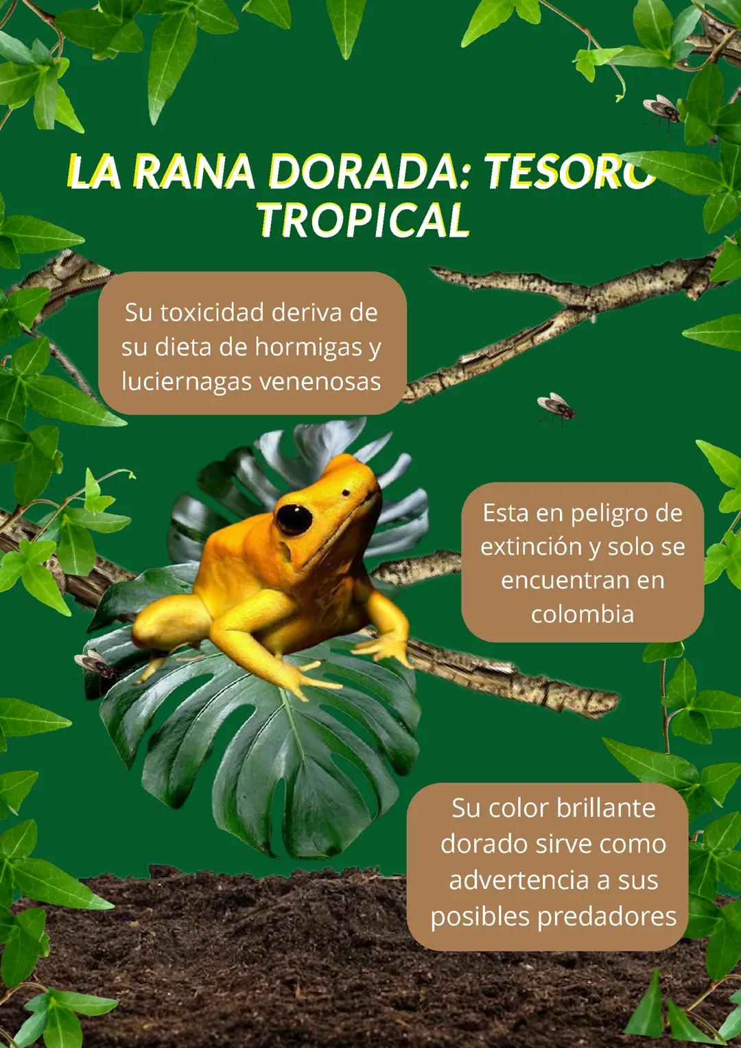 La rana dorada