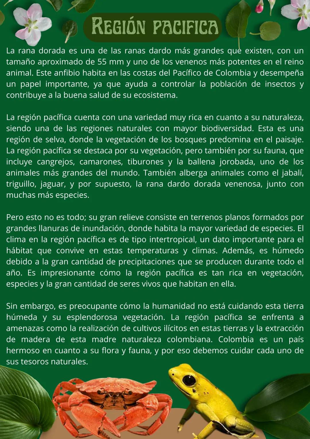 LA RANA DORADA: TESORT
TROPICAL
Su toxicidad deriva de
su dieta de hormigas y
luciernagas venenosas
Esta en peligro de
extinción y solo se
e
