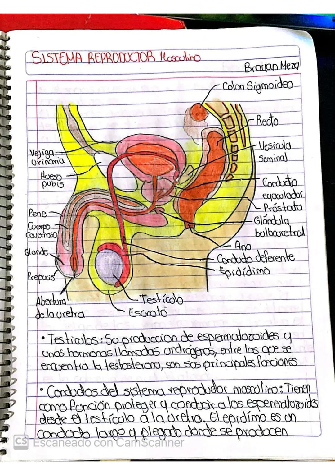 SISTEMA REPRODUCTOR Masculino.
Vejiga
Urinaria
Hoeso
pubis
Pene
Cuerpo
Cauermso
Glande
Prepacio
Brayan Meza
Colon Sigmoideo
Recto
O
Vesicula