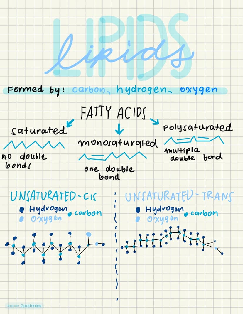 kirias
ds
Formed by: carbon, hydrogen, oxygen
FATTY ACIDS
monosaturated
Saturated
по double
bonds
one double
bond
Polysaturated
multiple
dou