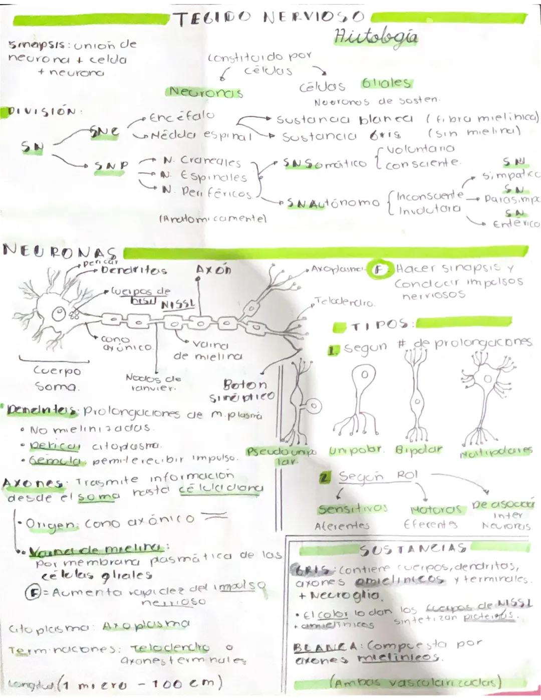 # Sistema

# Nervioso Smapsis: unión de
neurona & celda
+ neurona

TEGIDO NERVIOSO

Hiitobgia

Constituido por
céklas

Neuronas

Céldas Glio