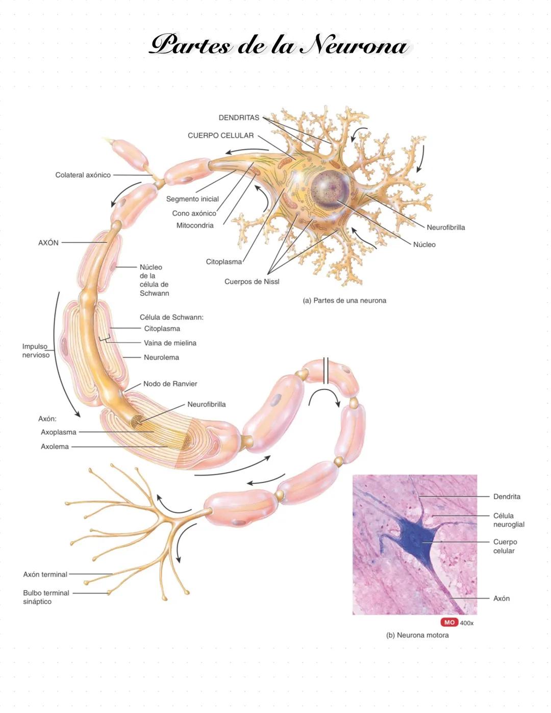 # Sistema

# Nervioso Smapsis: unión de
neurona & celda
+ neurona

TEGIDO NERVIOSO

Hiitobgia

Constituido por
céklas

Neuronas

Céldas Glio