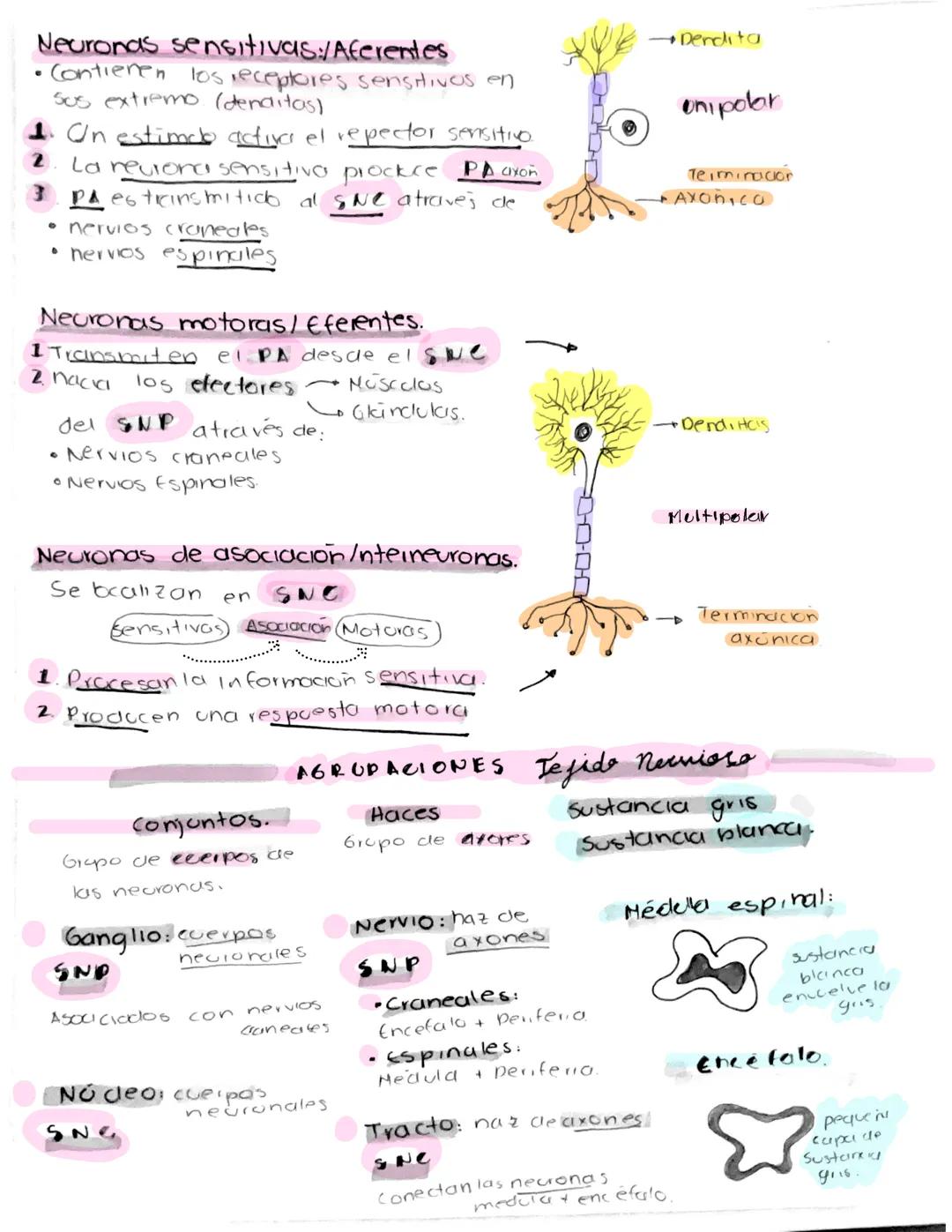 # Sistema

# Nervioso Smapsis: unión de
neurona & celda
+ neurona

TEGIDO NERVIOSO

Hiitobgia

Constituido por
céklas

Neuronas

Céldas Glio
