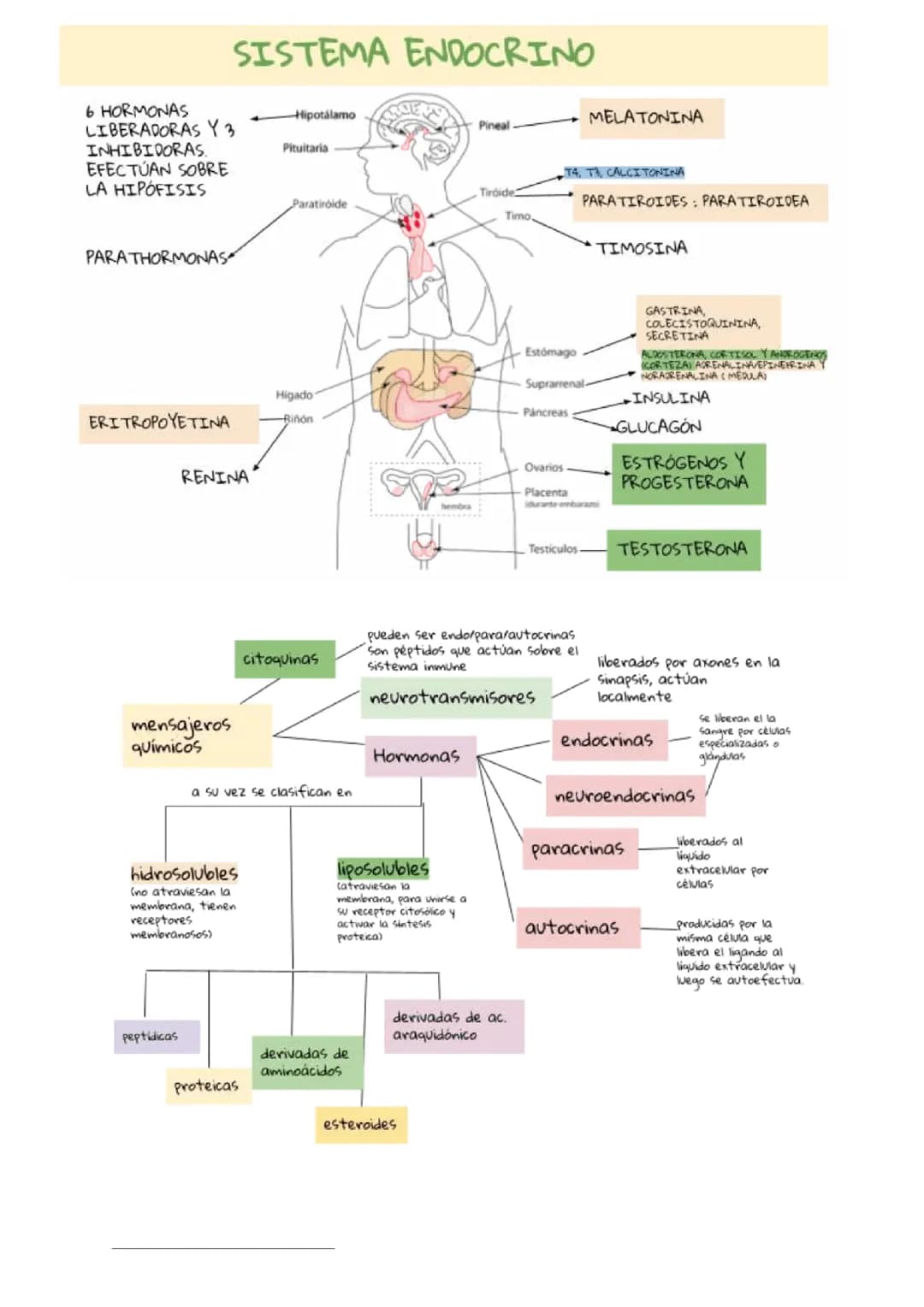 Sistema endocrino 