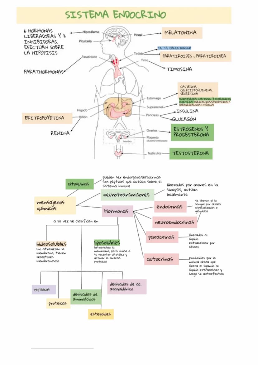 6 HORMONAS
LIBERADORAS Y 3
INHIBIDORAS.
EFECTÚAN SOBRE
LA HIPÓFISIS
PARA THORMONAS
SISTEMA ENDOCRINO
Hipotalamo
Pineal-
Pituitaria
Tiroide
P