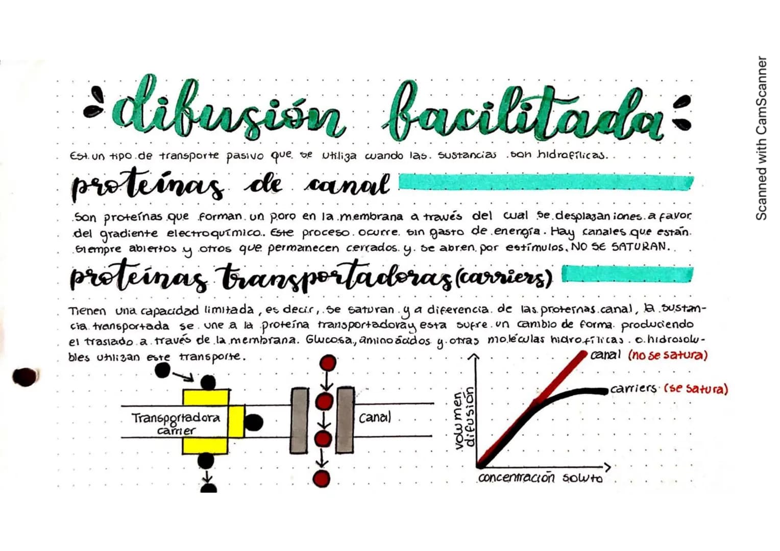 :
• difusión facilitada:
Est. un tipo de transporte pasivo que se utiliza wando las. Sustancias
proteínas de canal
.san hidrafílicas..
Son p