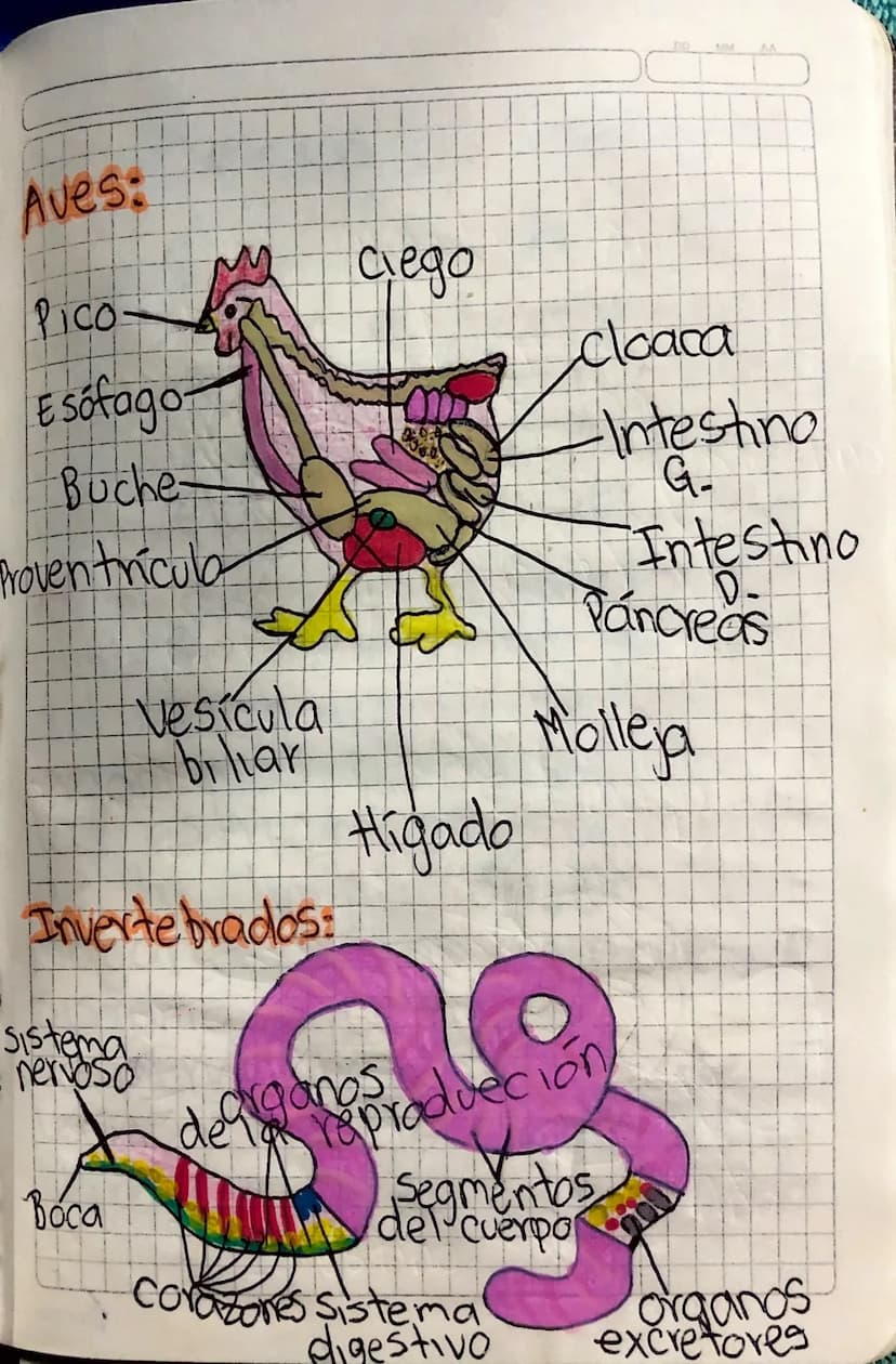 Aves:
Pico-
Esofago
Buche
Proventricula
Ciego
cloaca
Intestino
G.
Intestino
D-
Páncreas
Vesicula
biliar
Molleja
Higado
Invertebrados:
Sistem