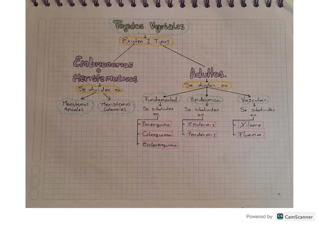 Tejidos animales y vegetales 