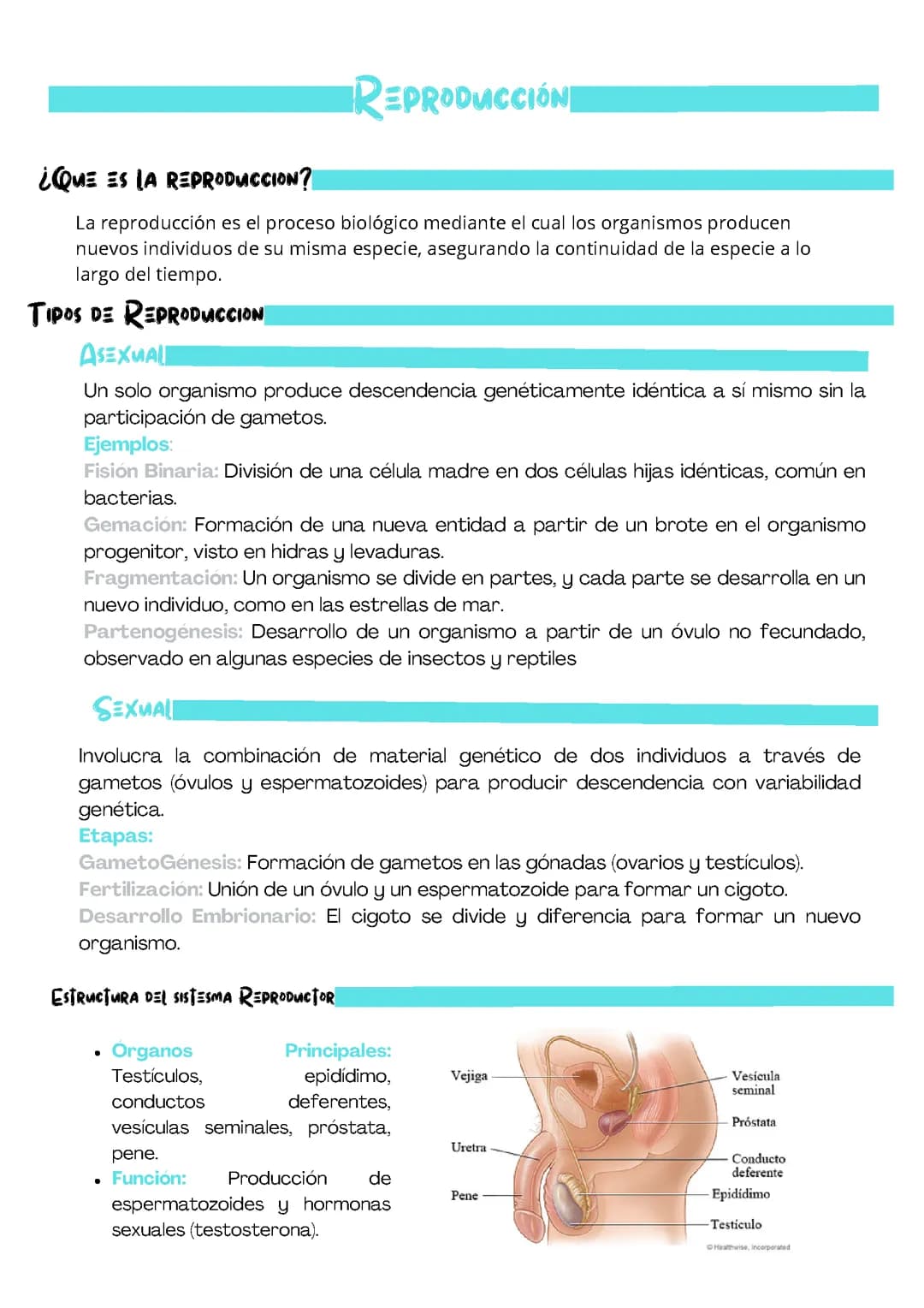 Reprodución