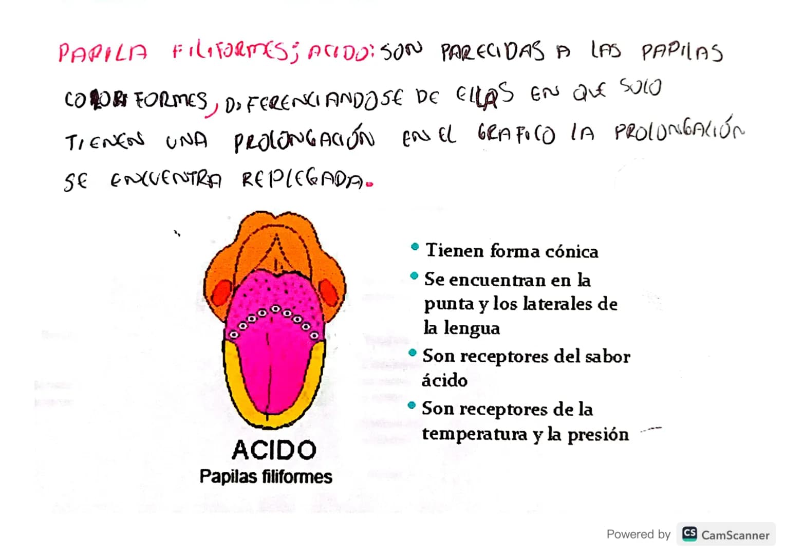 EL GUSTO
SE ENCUENTRA
EN LA LENGUA โค
LENGUA ES UN ORGANO
MUSCULOSO UBILADO DENTRO DE LA BOCA O CAVIDADORAL
LA SENSATION OF IN ALIMENTO PROD