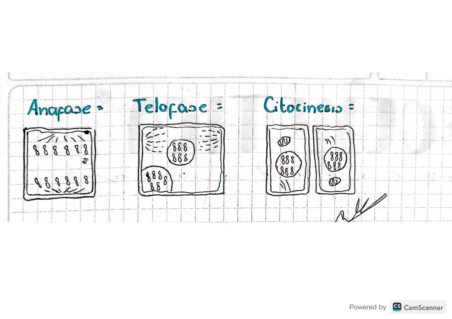 # Reproducción

celular

- Ciclo celular =

  funciones vitales y metabolicas

  Duplicación de cromosomas

- Interfase 61, 5, 62 Duplicació