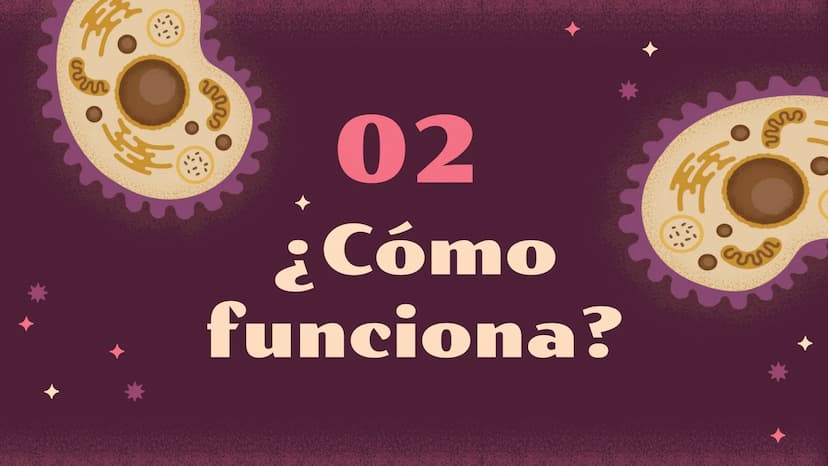 El increíble mundo de la
Homeostasis
E
খর
2 0
¿Qué es?
1 ¿Qué es la
homeostasis?
Nuestro cuerpo como una casa que necesita mantenerse a una
