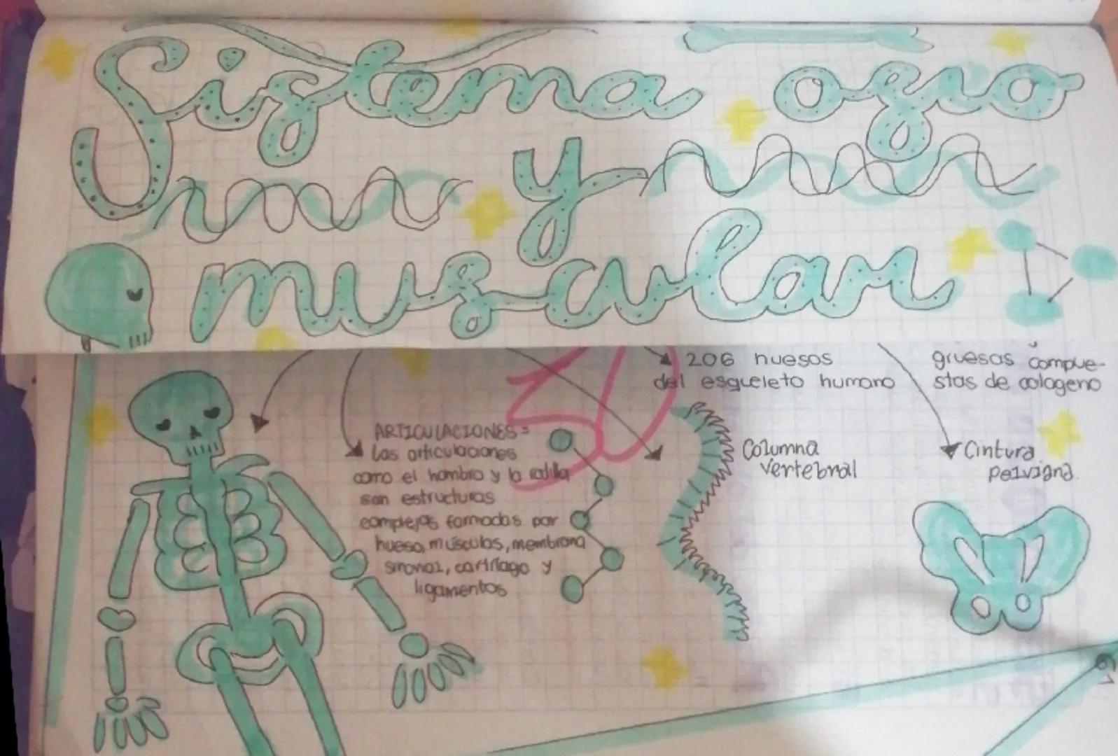 Sistema ogre
ynner
@musawlar

ARTICULACIONES =
las articulaciones
como el hombro y la radika
son estructuras
complejas formadas par
hueso, m