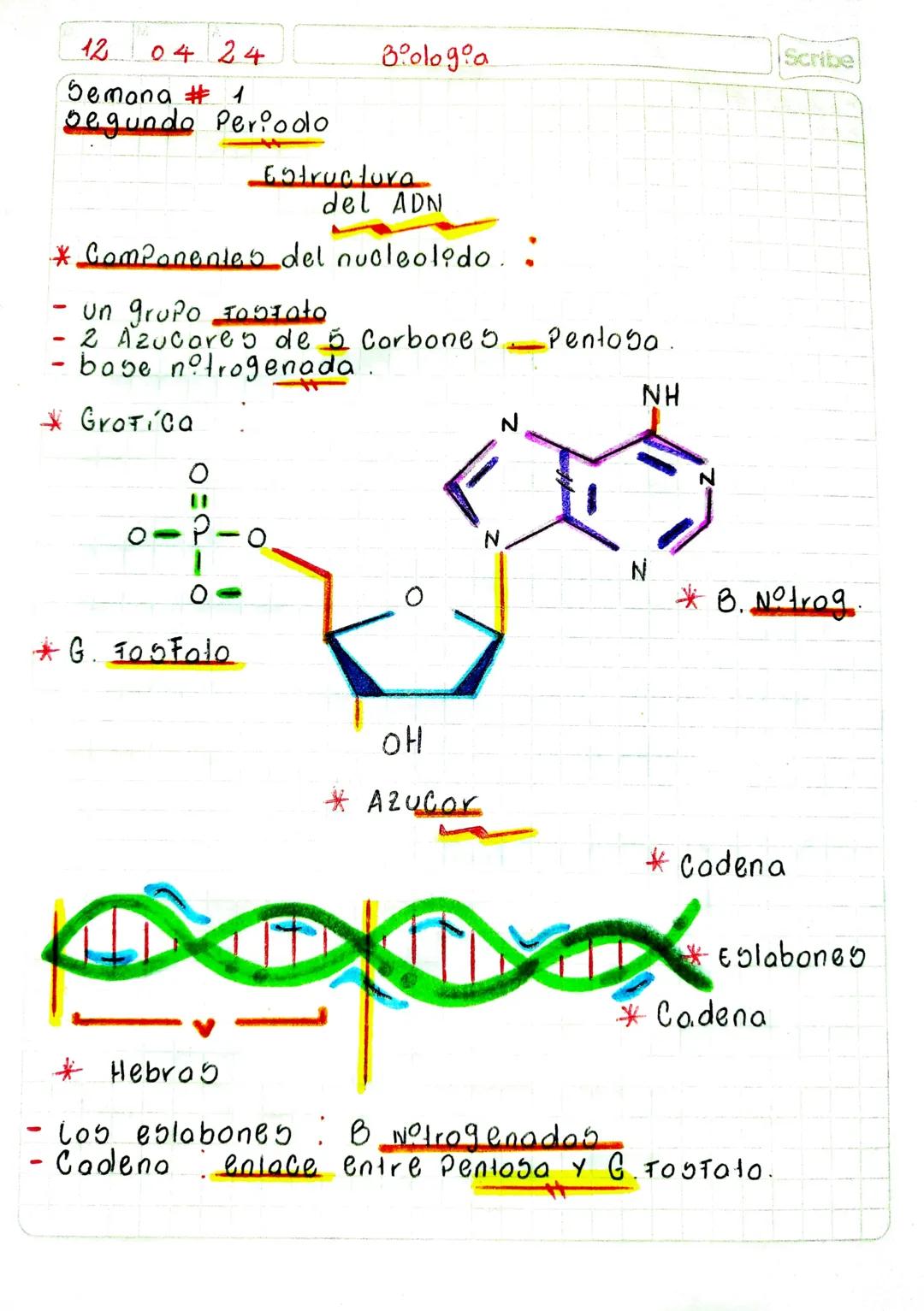 12
04 24
Biologia
Scribe
Semana # 1
Segundo Periodo

Estructura
del ADN

* Componentes del nuoleolido..

- un grupo Fozato
- 2 Azucares de 5