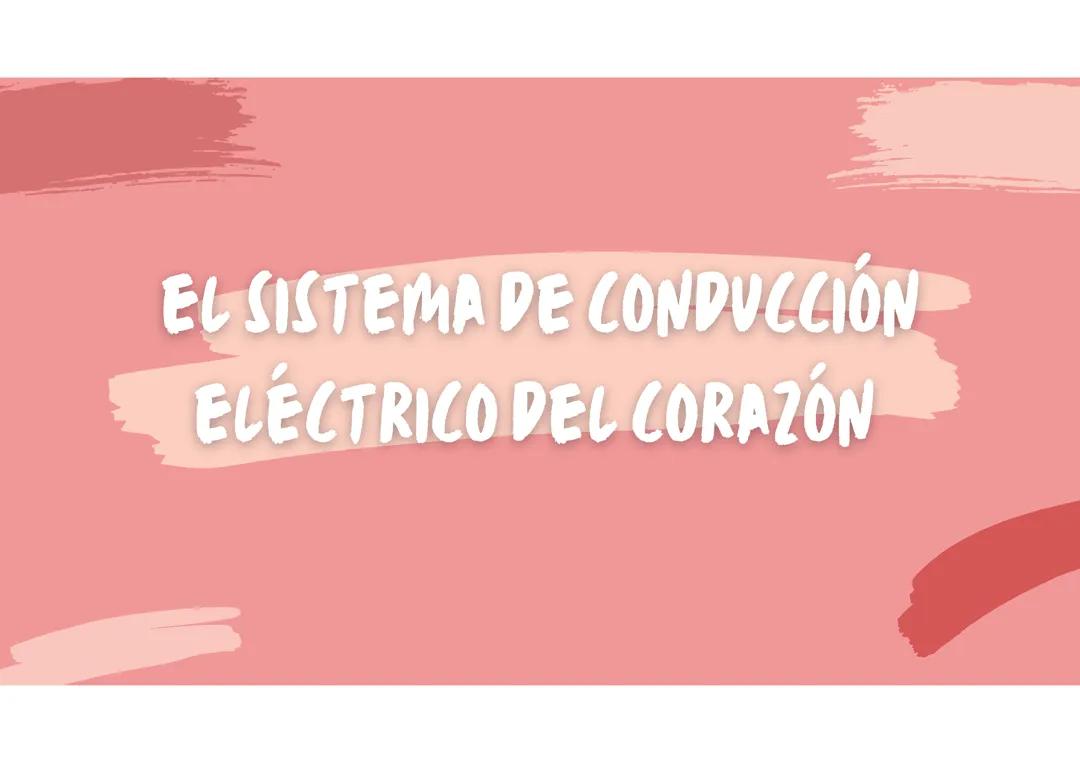 sistema de conducción del corazón expo-explicativo
