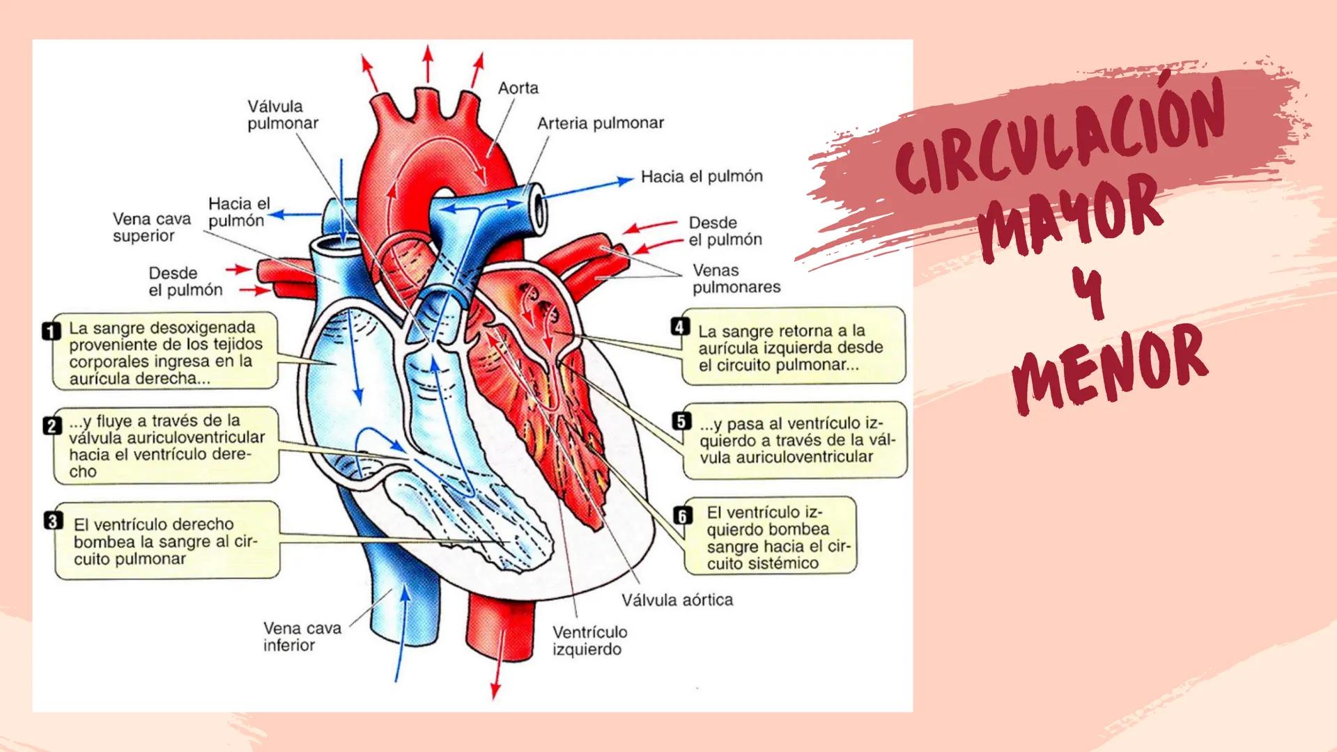 EL SISTEMA DE CONDUCCIÓN
ELECTRICO DEL CORAZÓN SISTEMA DE CONDUCCION
ELECTRICO DEL
CORAZÓN
Nodo Sinusal
Origina el Impulso,
permite la contr
