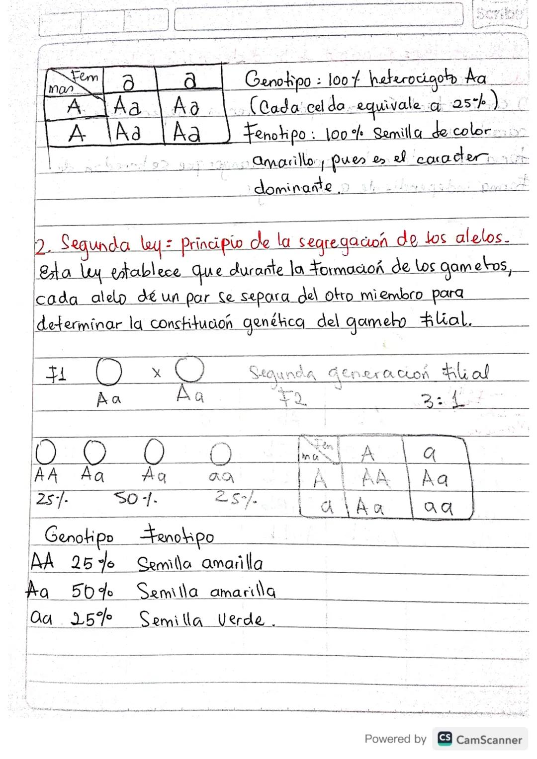 Fem

mas

a

a
A

Aa

Aa

A

Aa

Aa

Genotipo: 100% heterocigoto Aa
(Cada celda equivale a 25%)
Fenotipo: 100% Semilla de coloro
amarillo, p