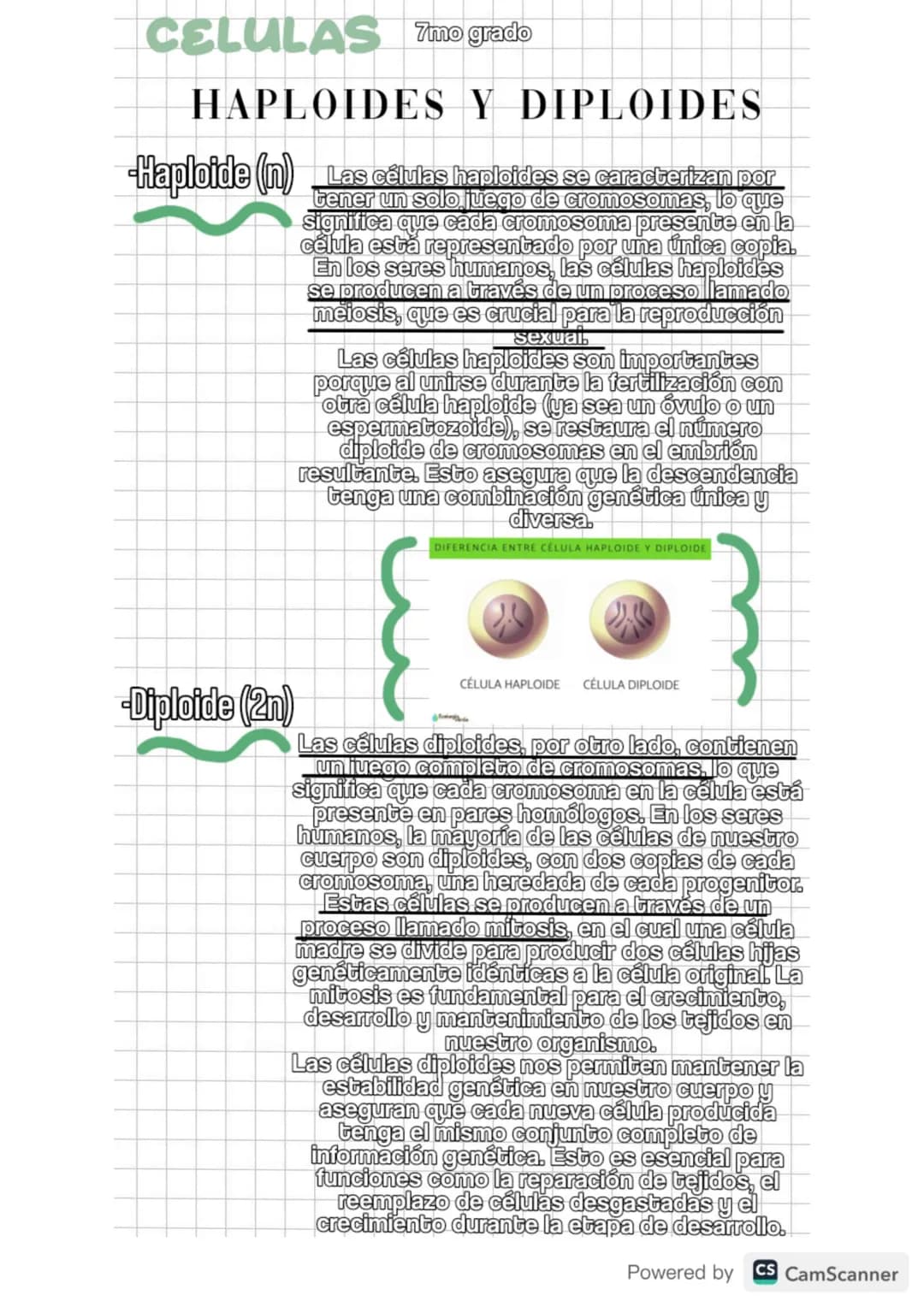 CELULAS 7mo grado
HAPLOIDES Y DIPLOIDES
Haploide (n) Las células haploides se caracterizan por
tener un solo juego de cromosomas, lo que
sig