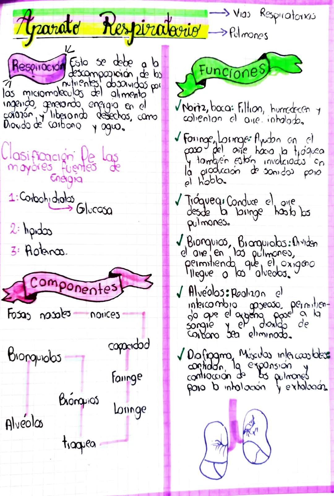 →Vias Respiratorxis
# Aparato Respiratorio → Pulmanes

Respiración Esto se debe a b
descomposición de b
nutrientes, absolvidos por
las micro