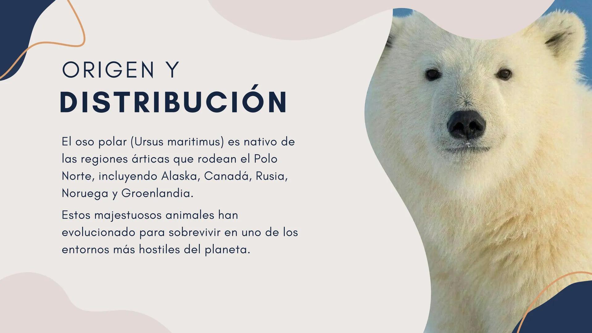 oso
Polar TABLA DE
CONTENIDO
•
•
•
•
Origen y Distribución
Características Físicas
Adaptaciones al
Ambiente Ártico
Amenazas y
Conservación O