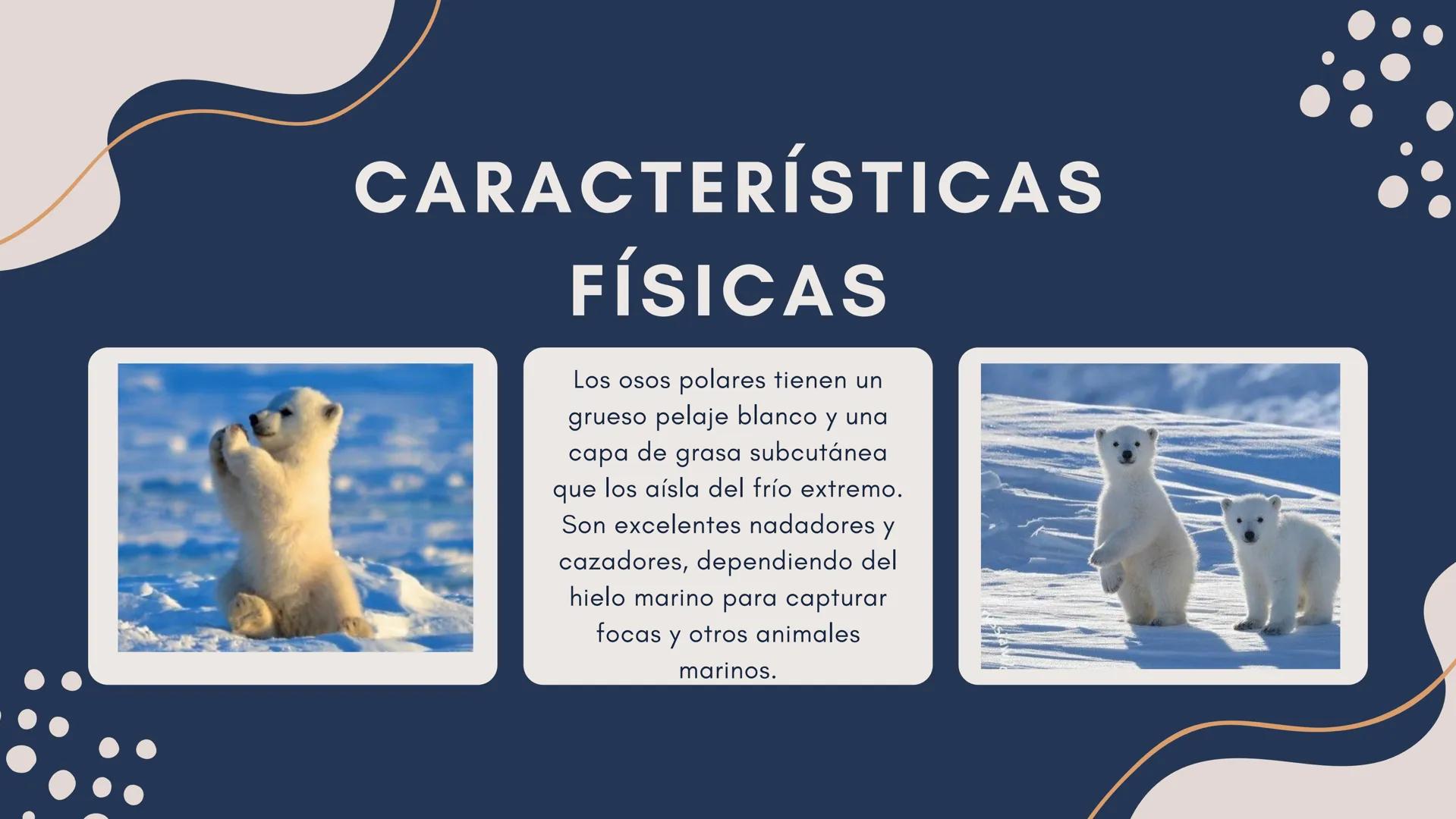 oso
Polar TABLA DE
CONTENIDO
•
•
•
•
Origen y Distribución
Características Físicas
Adaptaciones al
Ambiente Ártico
Amenazas y
Conservación O