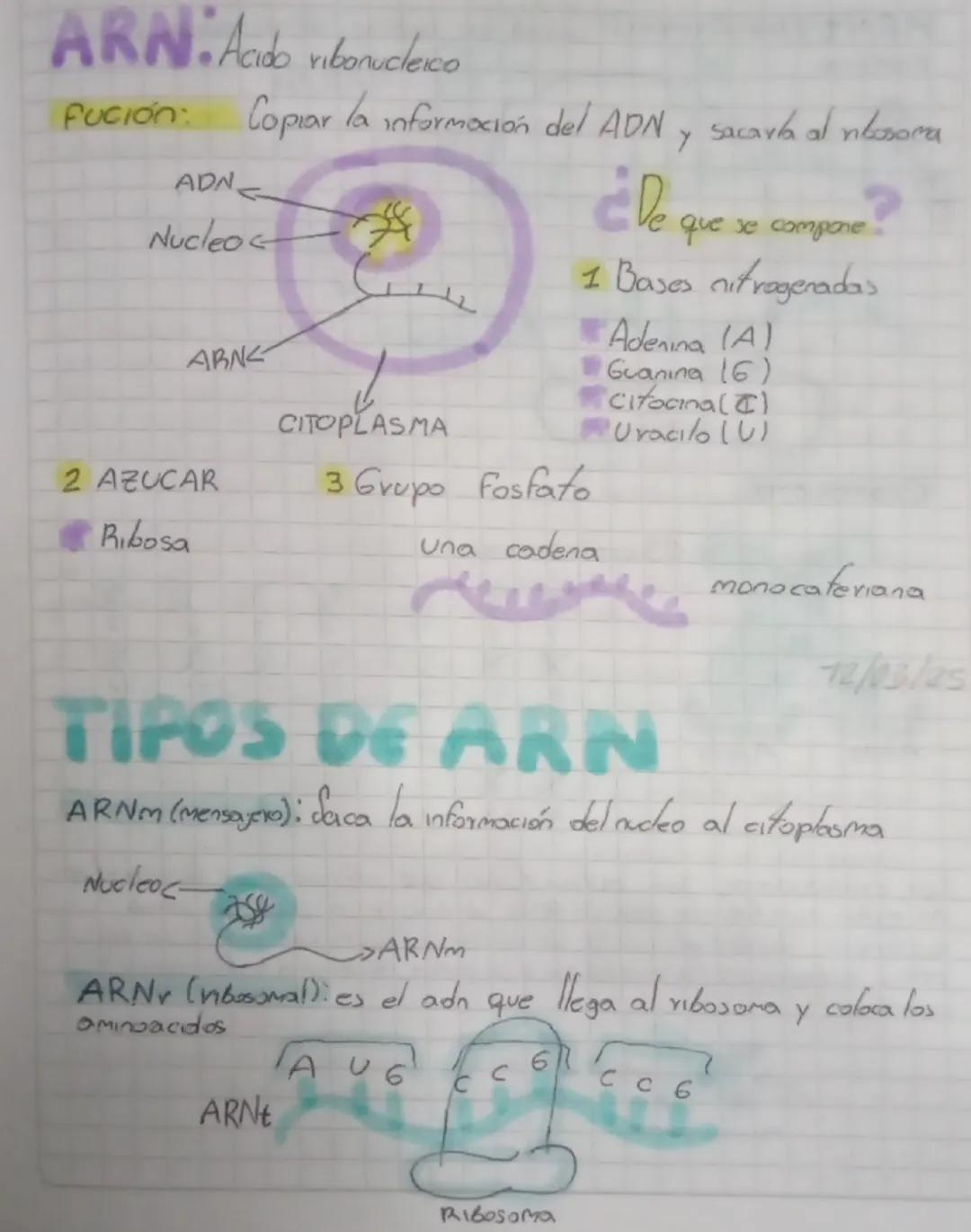 # ARN: Acido ribonucleico

Fución: Copiar la información del ADN y sacarla al nbosoma

ADN

Nucleo

ARNK

CITOPLASMA

¿De que se compone
?

