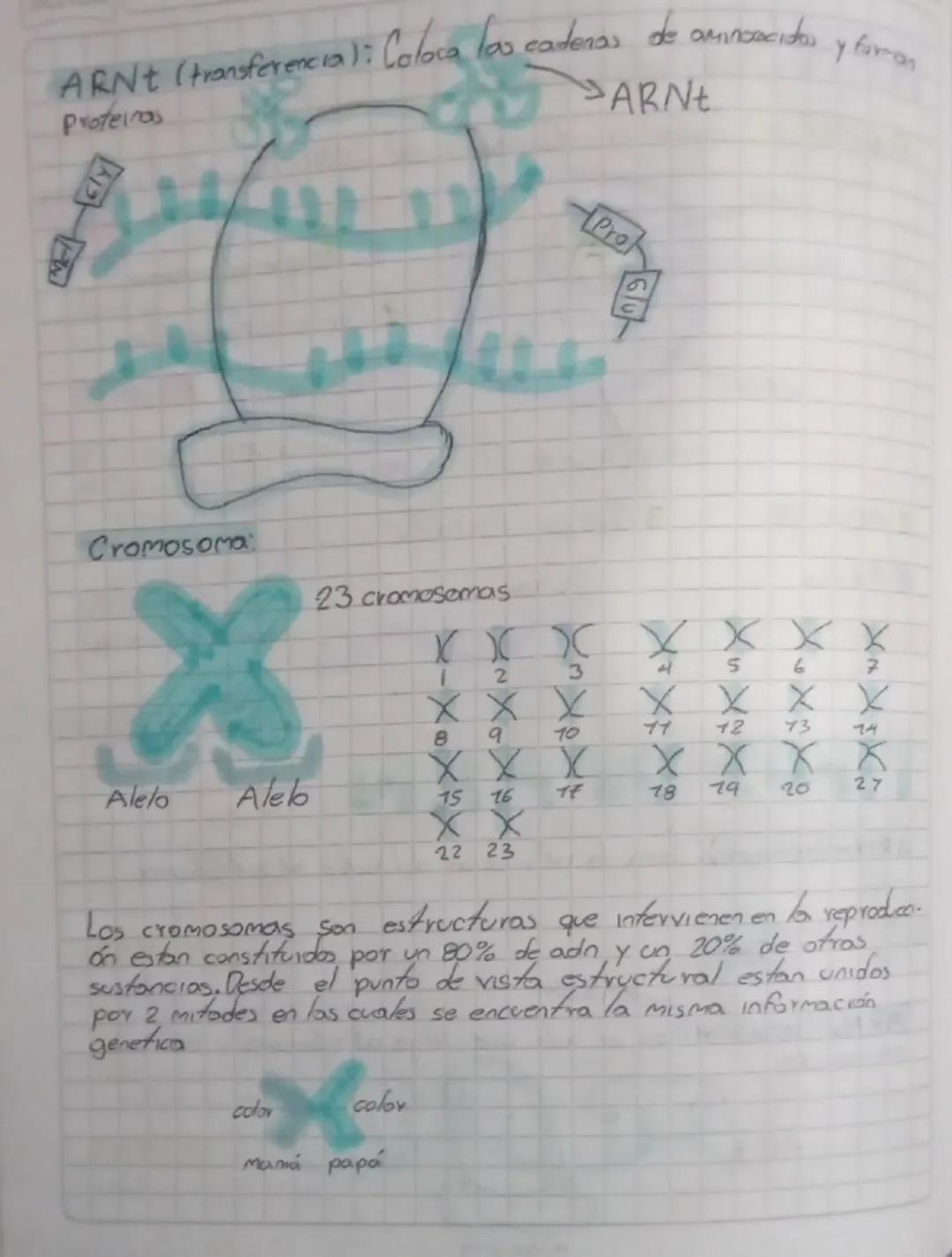 # ARN: Acido ribonucleico

Fución: Copiar la información del ADN y sacarla al nbosoma

ADN

Nucleo

ARNK

CITOPLASMA

¿De que se compone
?

