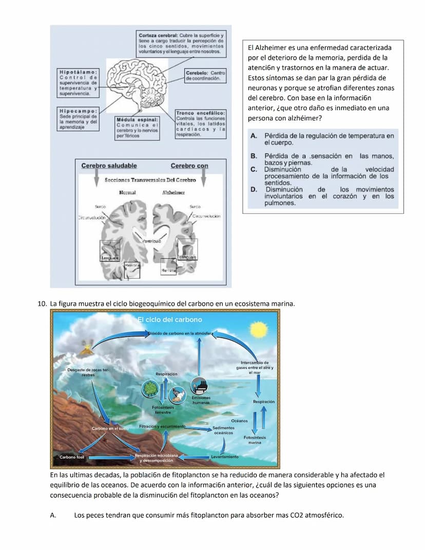 4.
1.
La vitamina D es una sustancia que se almacena en el tejido graso de la piel y que, por lo general, se activa con la
exposición a la l