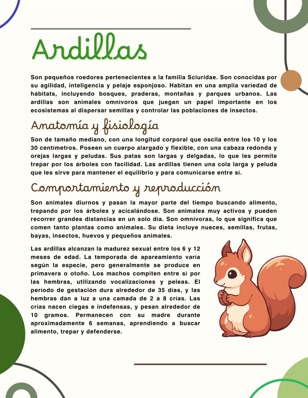 Ardillas
Son pequeños roedores pertenecientes a la familia Sciuridae. Son conocidas por
su agilidad, inteligencia y pelaje esponjoso. Habita