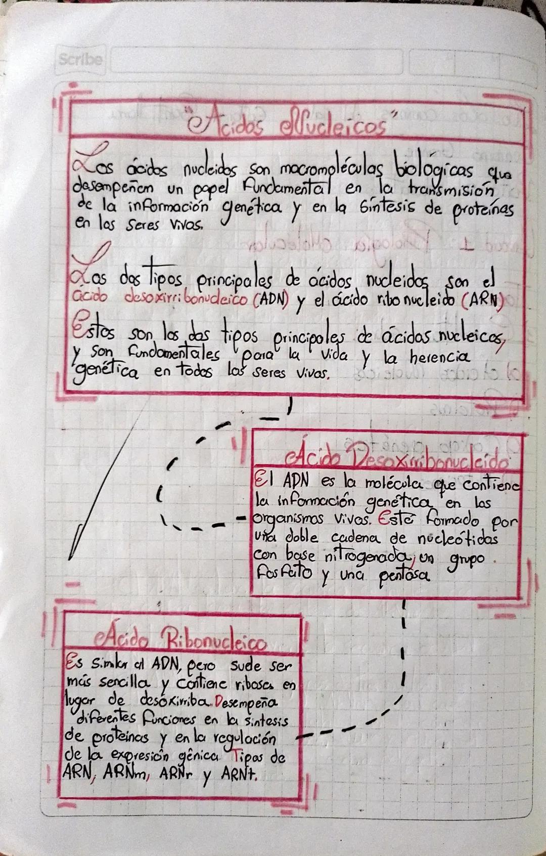 Scribe

"Acidos Mucleicos"

Los ácidos nucleidos son macromoléculas biológicas Squa
desempeñen un papel Fundamental en la transmisión
de la 