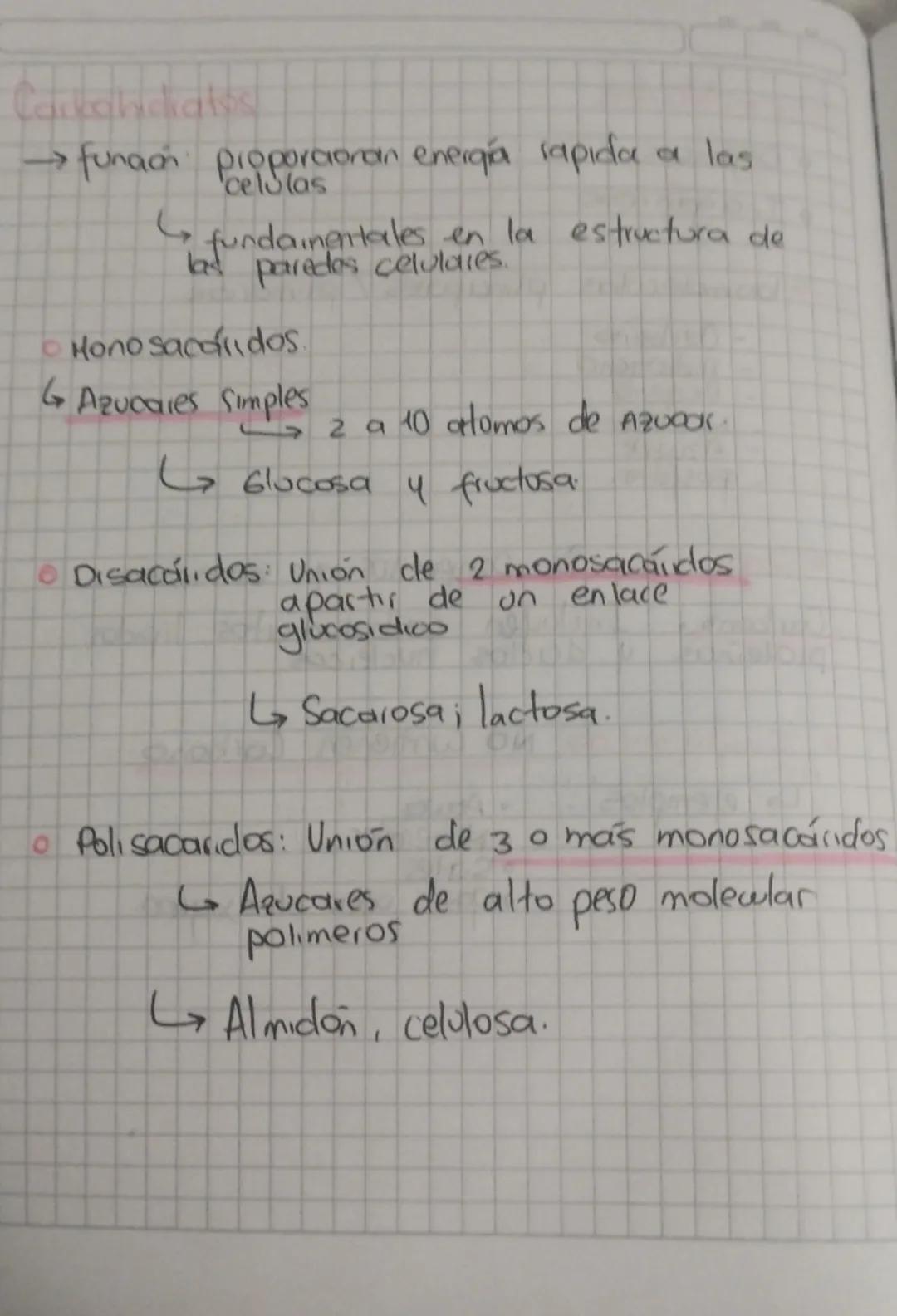 →funaan proporcionan energia rapida
ما
celolas
a las
fundamentales en la estructura de
las paredes celulares.
。 Hono sacondos.
جا
↳ Azucales