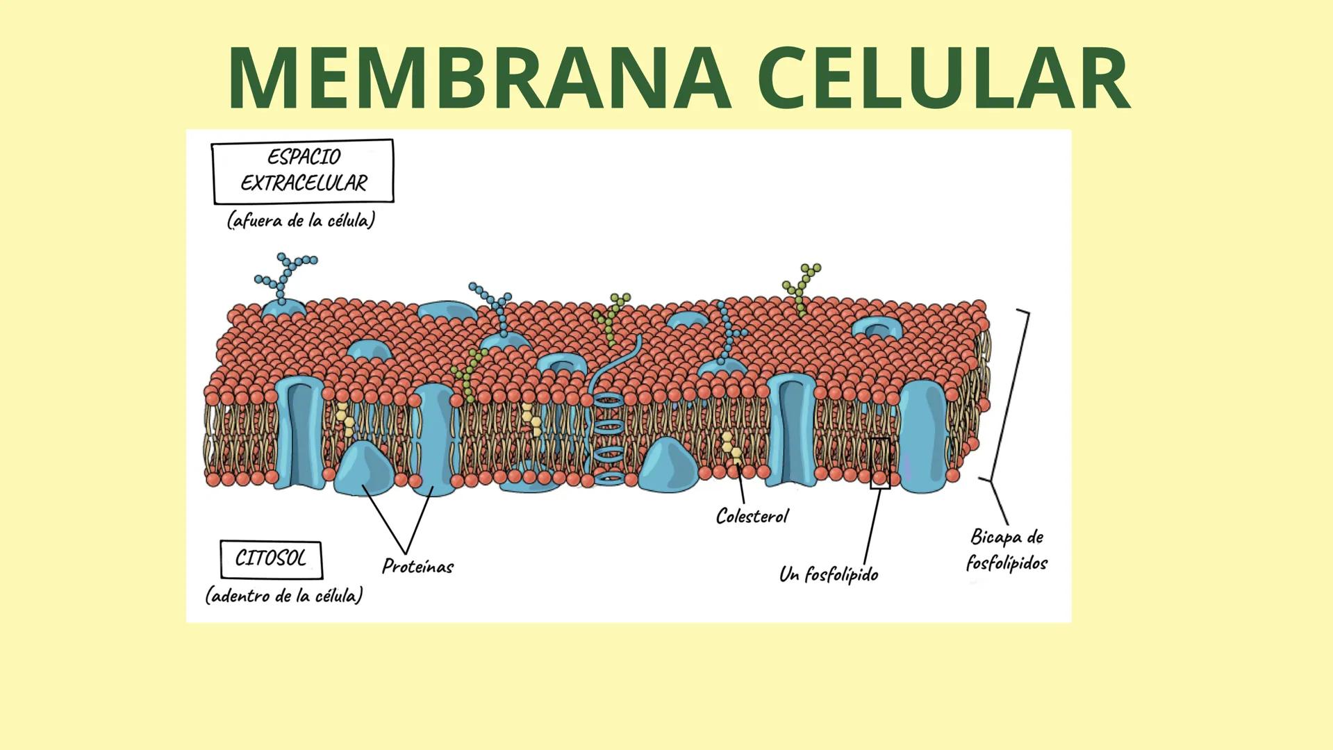 # MEMBRANA CELULAR

ESPACIO
EXTRACELULAR
(afuera de la célula)

Colesterol

CITOSOL
Proteínas
Un fosfolipido
Bicapa de
fosfolipidos
(adentro