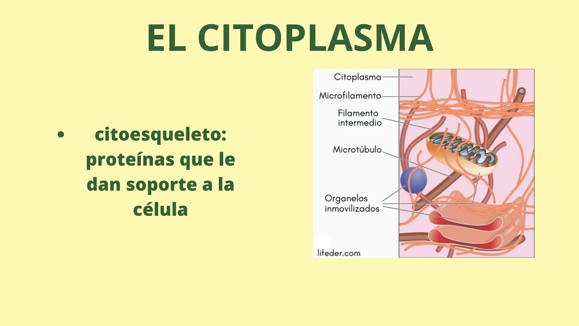 # MEMBRANA CELULAR

ESPACIO
EXTRACELULAR
(afuera de la célula)

Colesterol

CITOSOL
Proteínas
Un fosfolipido
Bicapa de
fosfolipidos
(adentro