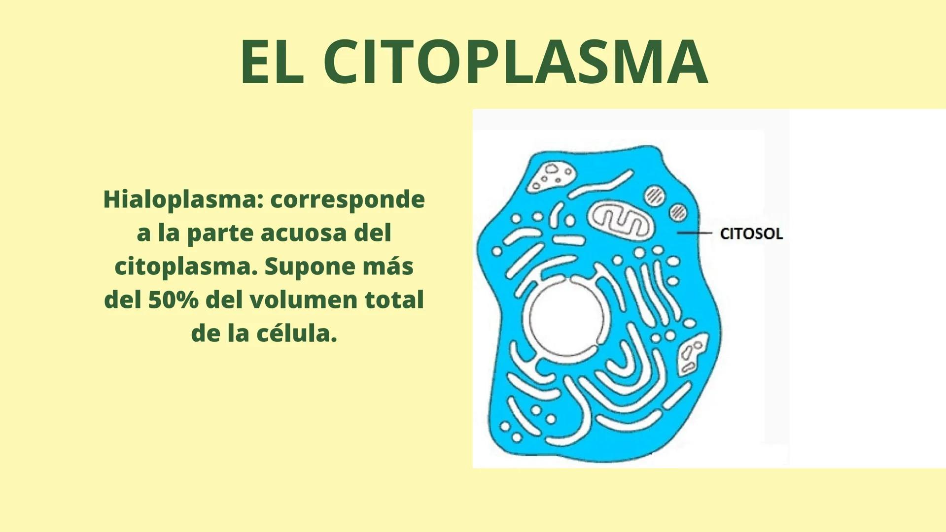 # MEMBRANA CELULAR

ESPACIO
EXTRACELULAR
(afuera de la célula)

Colesterol

CITOSOL
Proteínas
Un fosfolipido
Bicapa de
fosfolipidos
(adentro