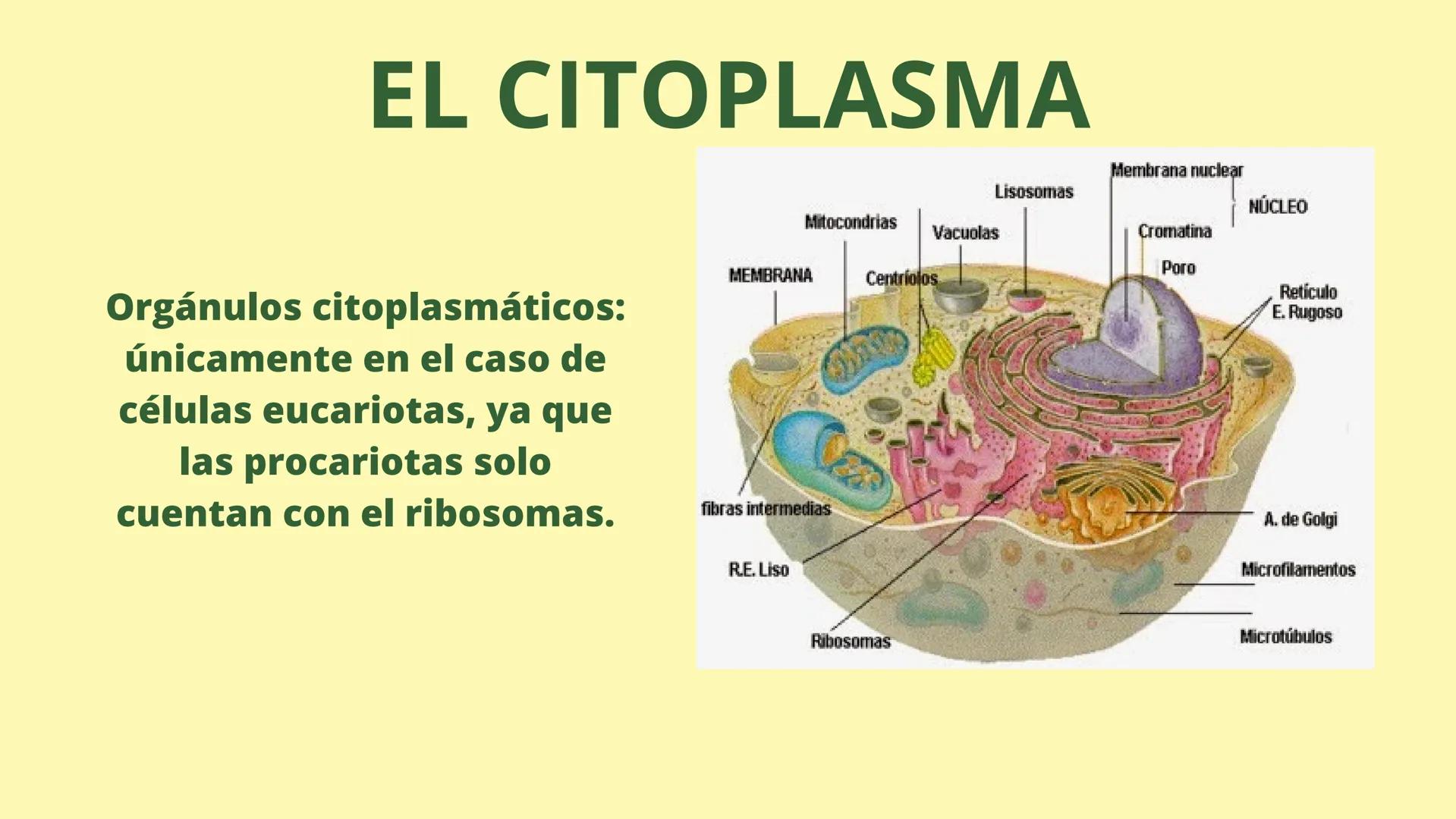 # MEMBRANA CELULAR

ESPACIO
EXTRACELULAR
(afuera de la célula)

Colesterol

CITOSOL
Proteínas
Un fosfolipido
Bicapa de
fosfolipidos
(adentro