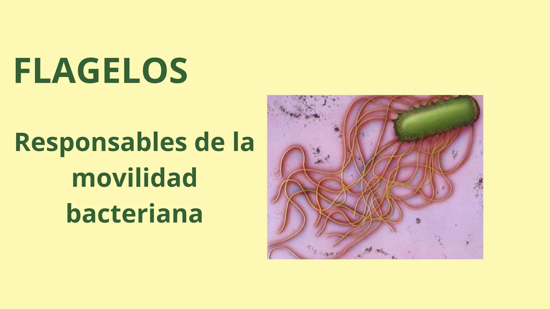 # MEMBRANA CELULAR

ESPACIO
EXTRACELULAR
(afuera de la célula)

Colesterol

CITOSOL
Proteínas
Un fosfolipido
Bicapa de
fosfolipidos
(adentro