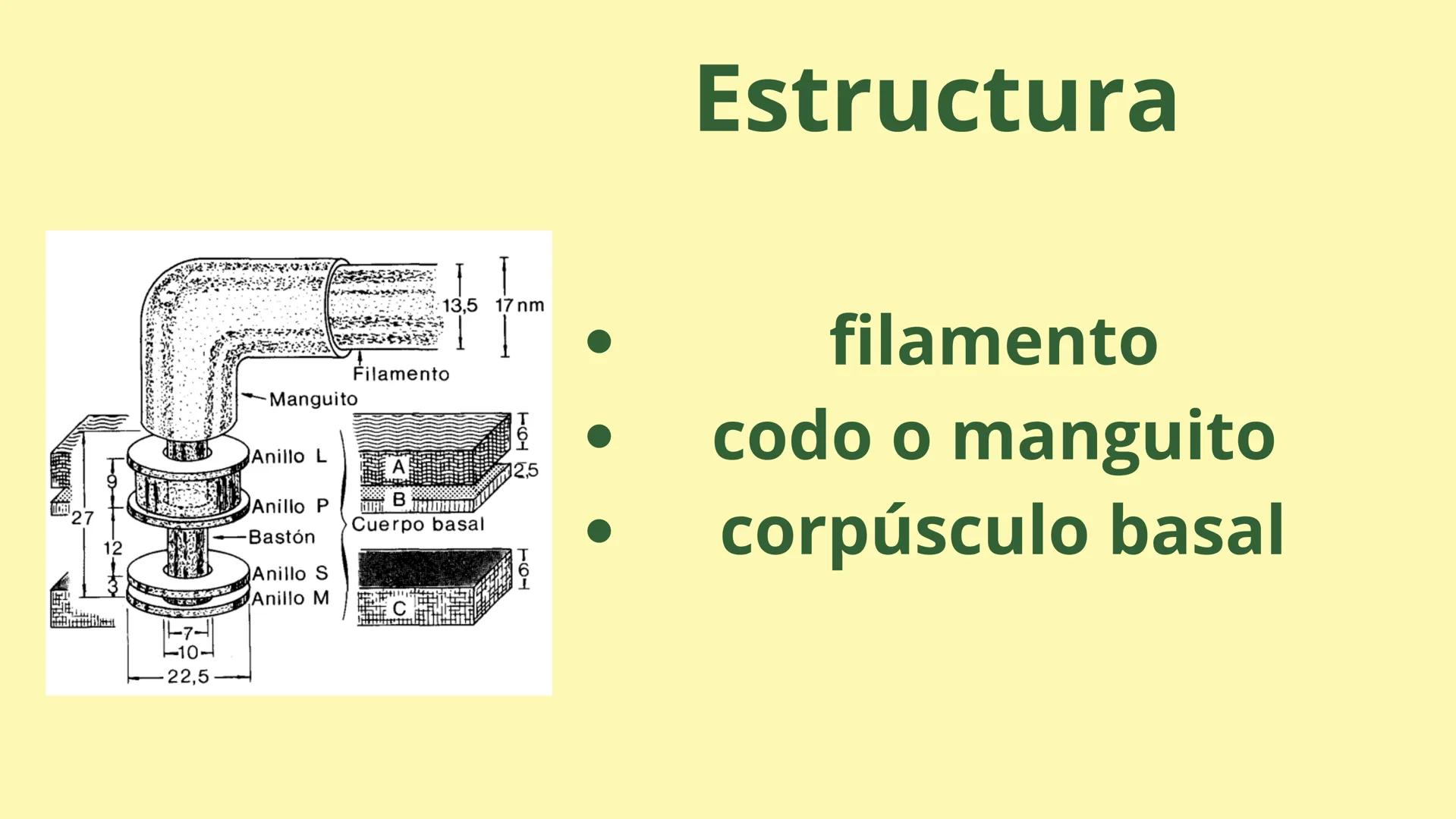# MEMBRANA CELULAR

ESPACIO
EXTRACELULAR
(afuera de la célula)

Colesterol

CITOSOL
Proteínas
Un fosfolipido
Bicapa de
fosfolipidos
(adentro
