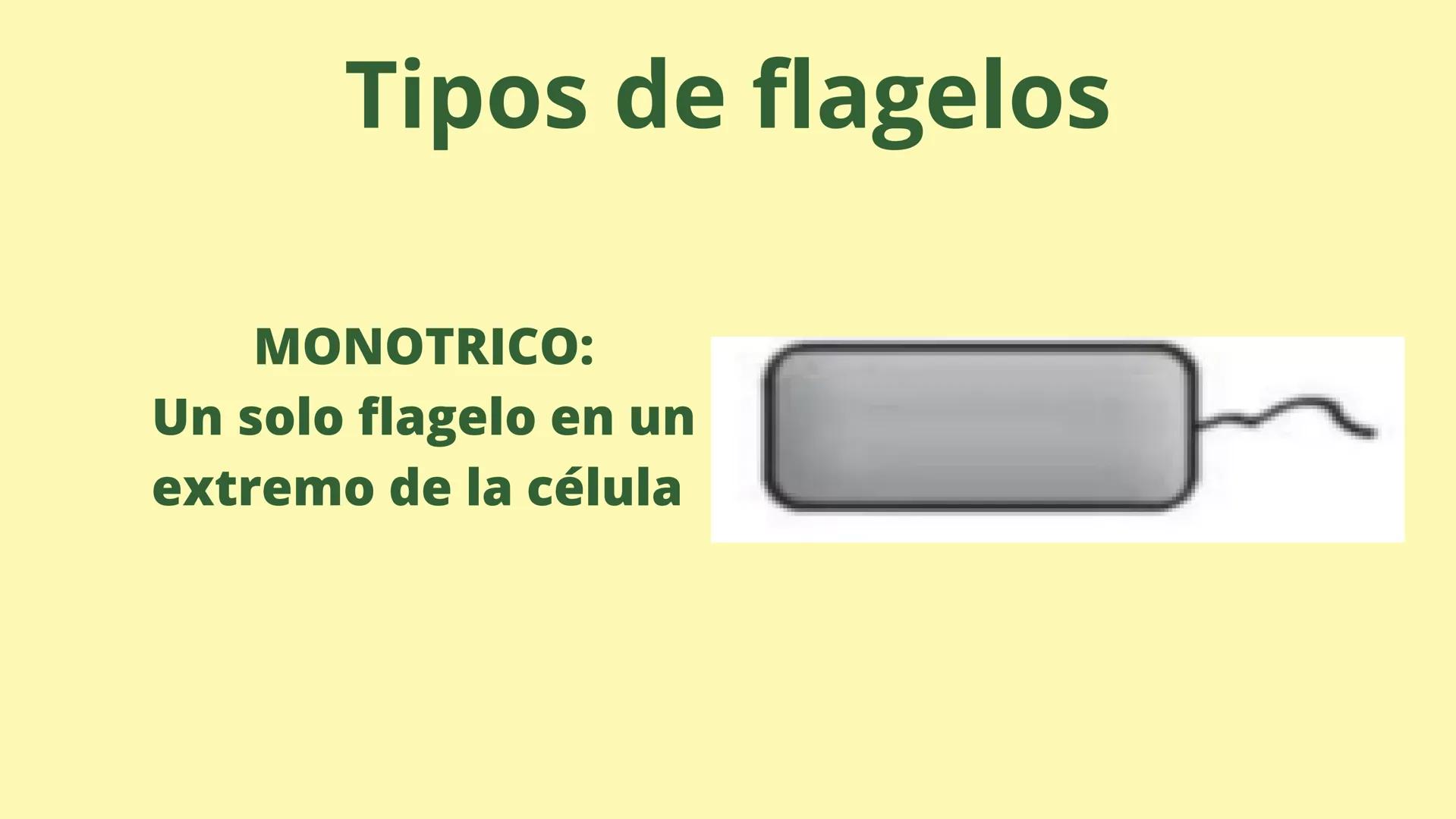 # MEMBRANA CELULAR

ESPACIO
EXTRACELULAR
(afuera de la célula)

Colesterol

CITOSOL
Proteínas
Un fosfolipido
Bicapa de
fosfolipidos
(adentro